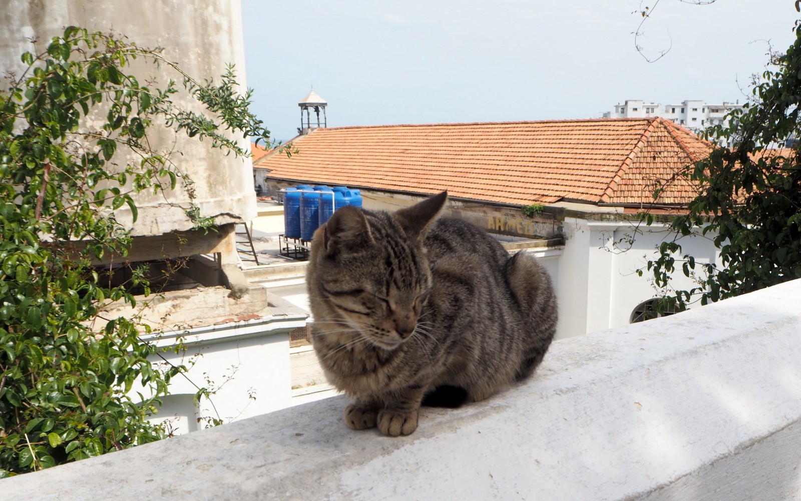 Algiers casbah cat