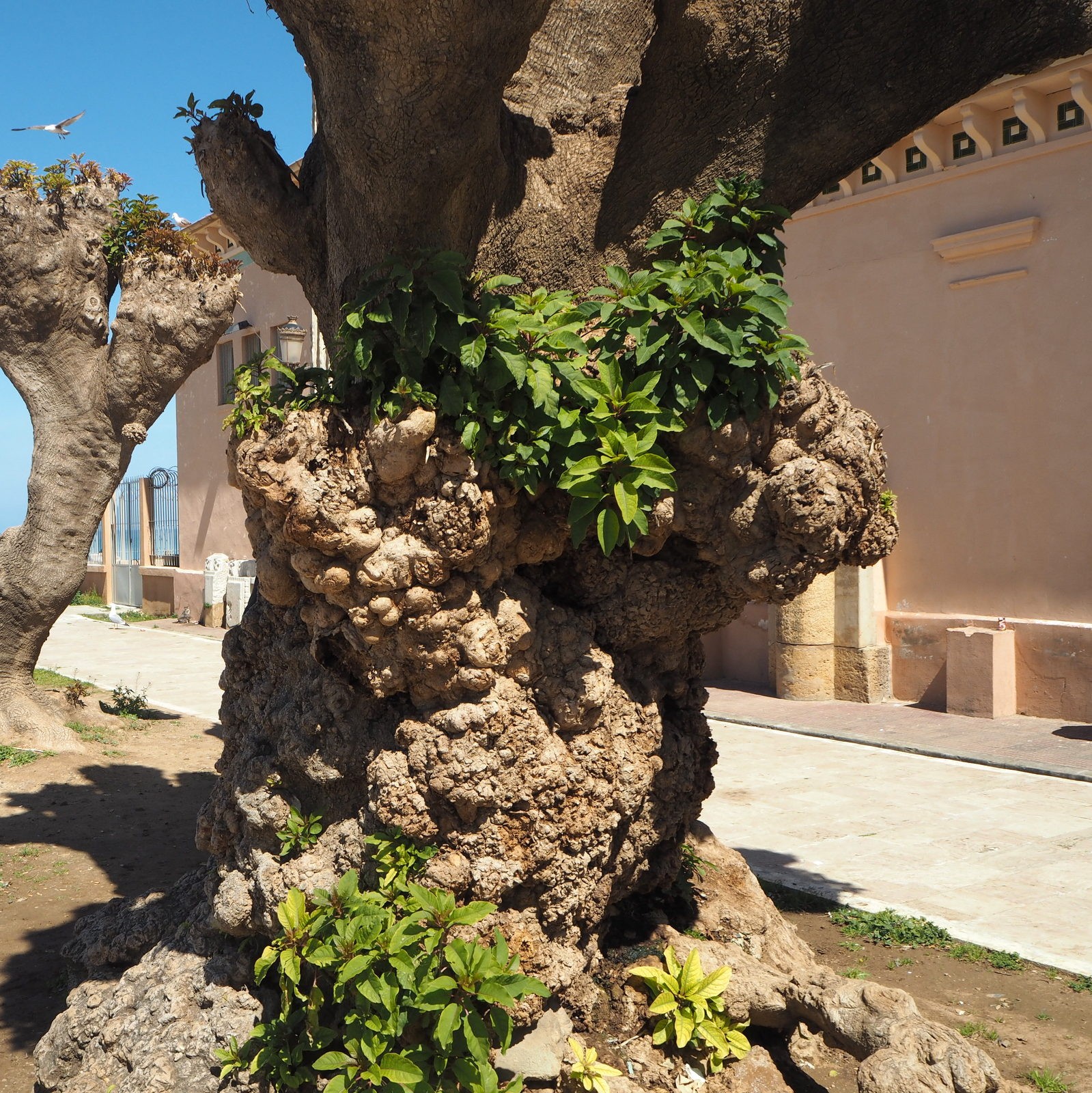 Belombra-puu keväällä Cherchell