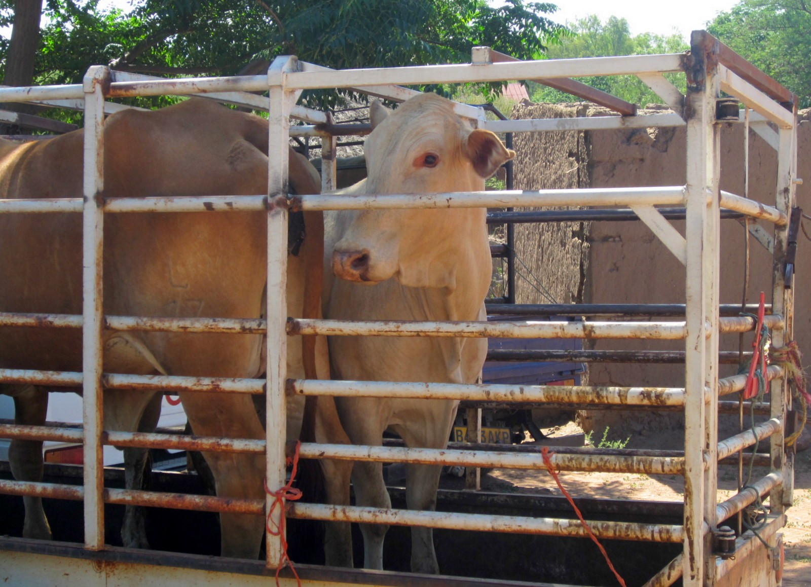 Botswanalaisia nautoja