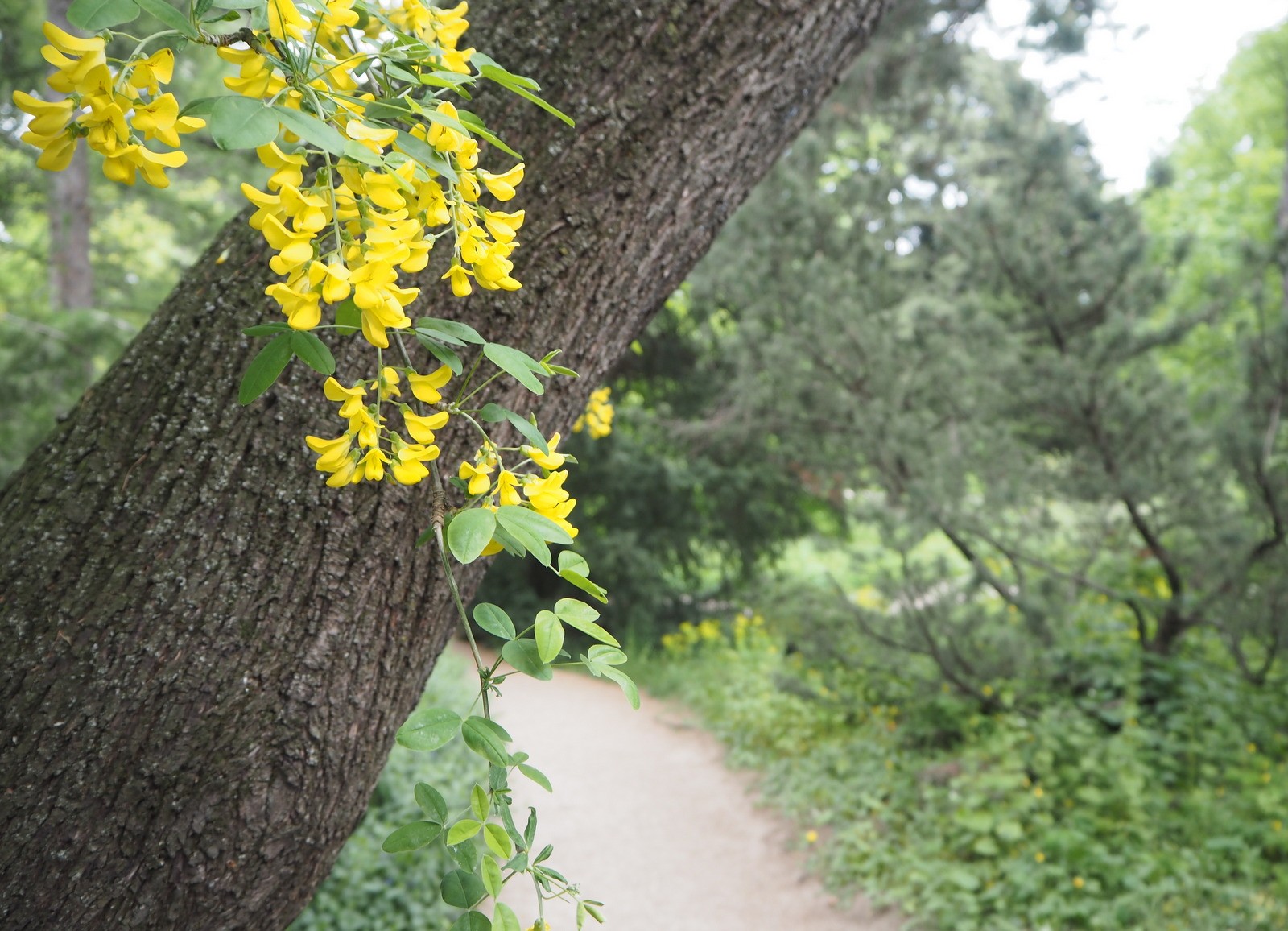 Belvedere Botanic Garden