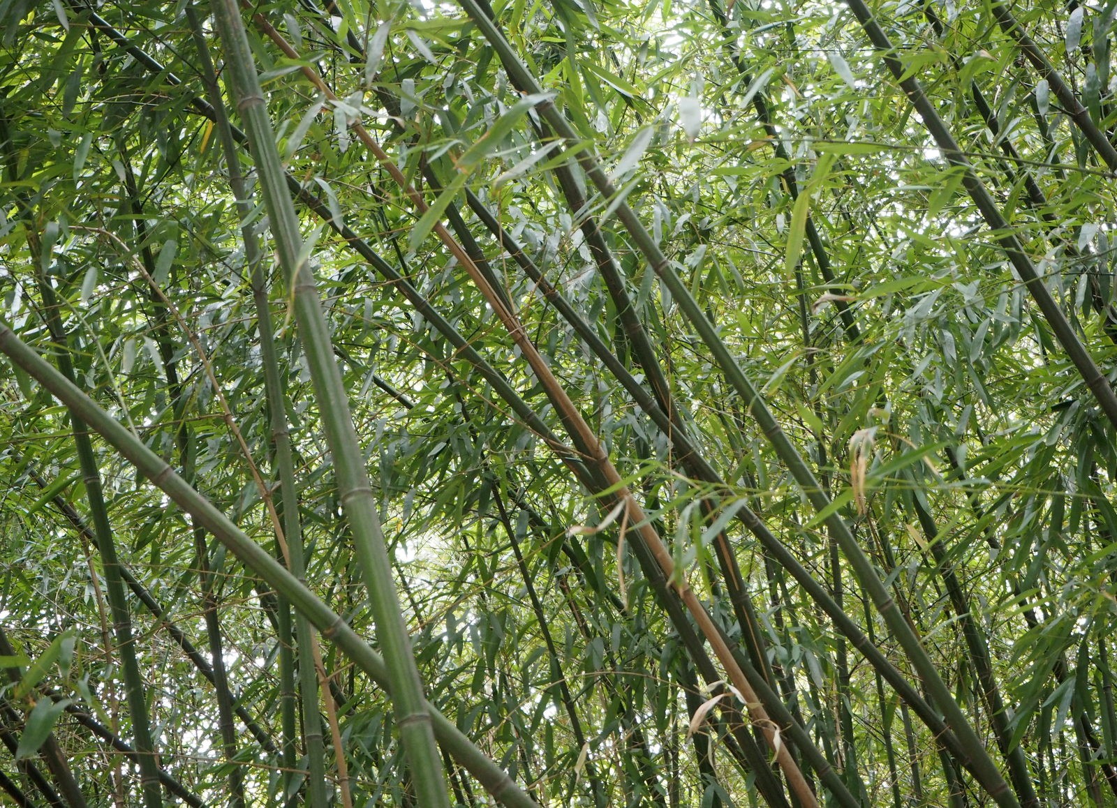 Belvedere Botanic Garden