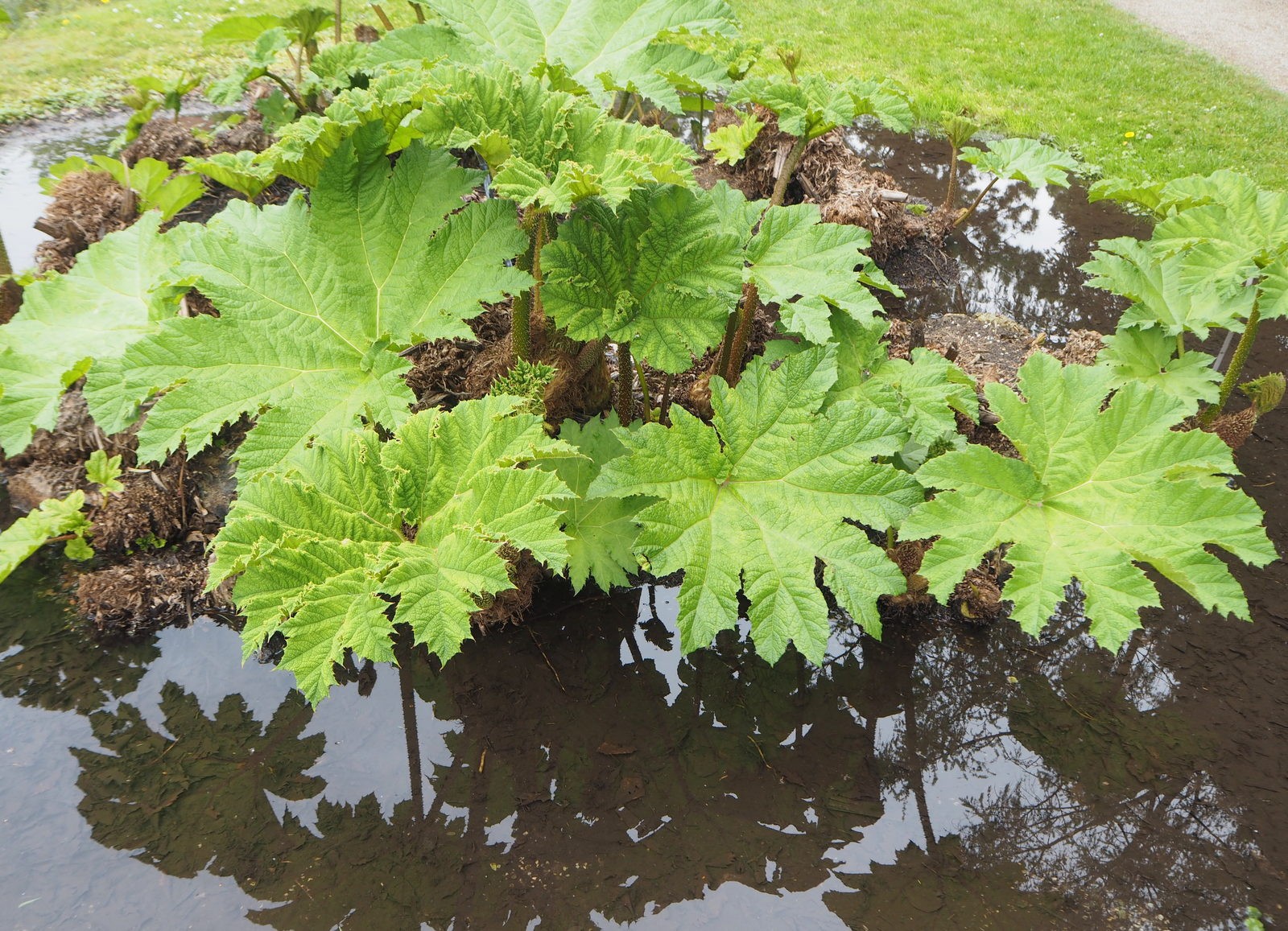 Belvedere Botanic Garden