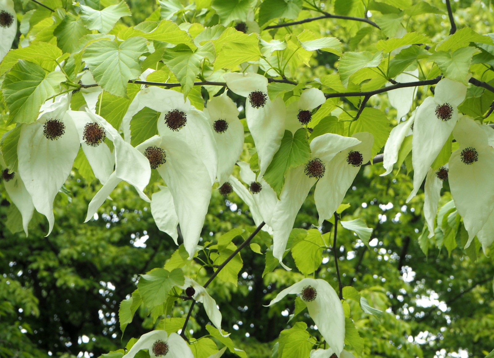 Belvedere Botanic Garden