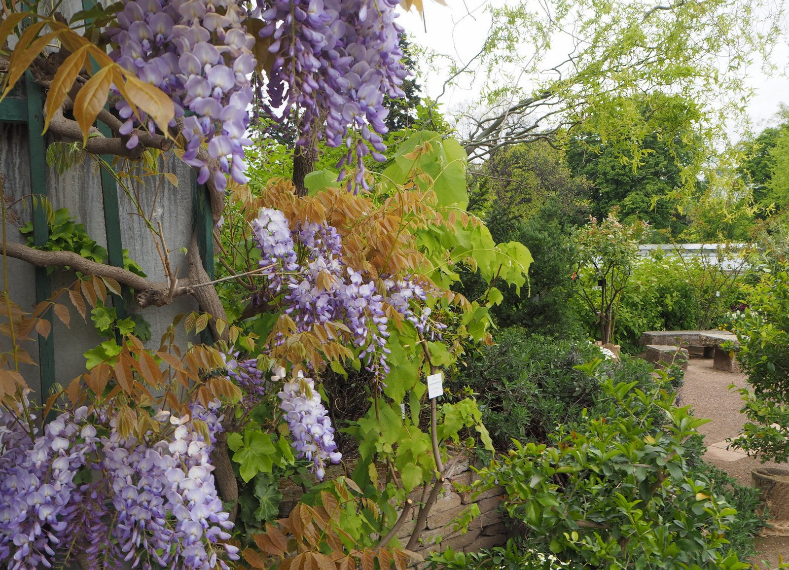 Belvedere kasvitieteellinen puutarha