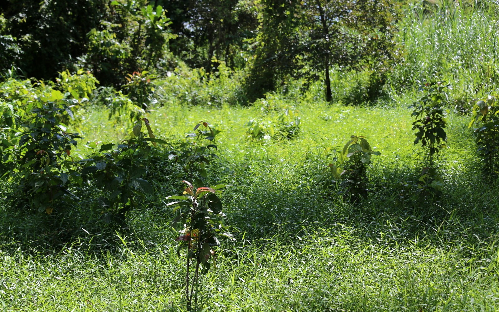 Puun istuttaminen Kinabatang-joella Puun istuttaminen Kinabatang-joella