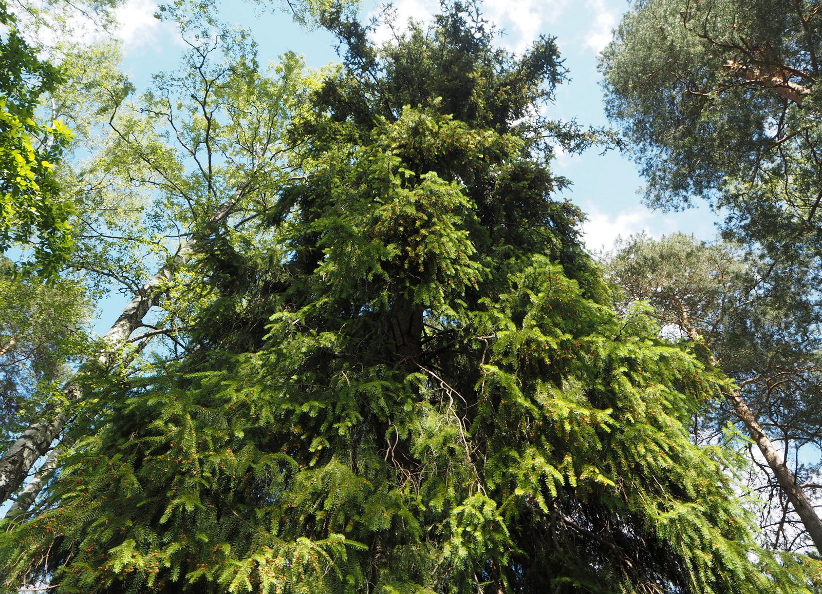 Mimesis as Resistance