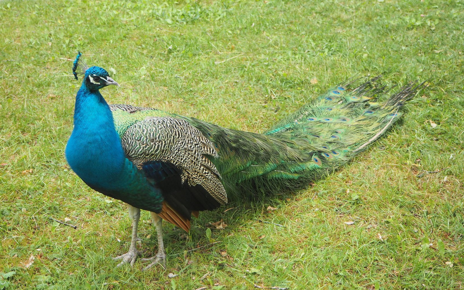 Riikinkukko Lilla Holmen