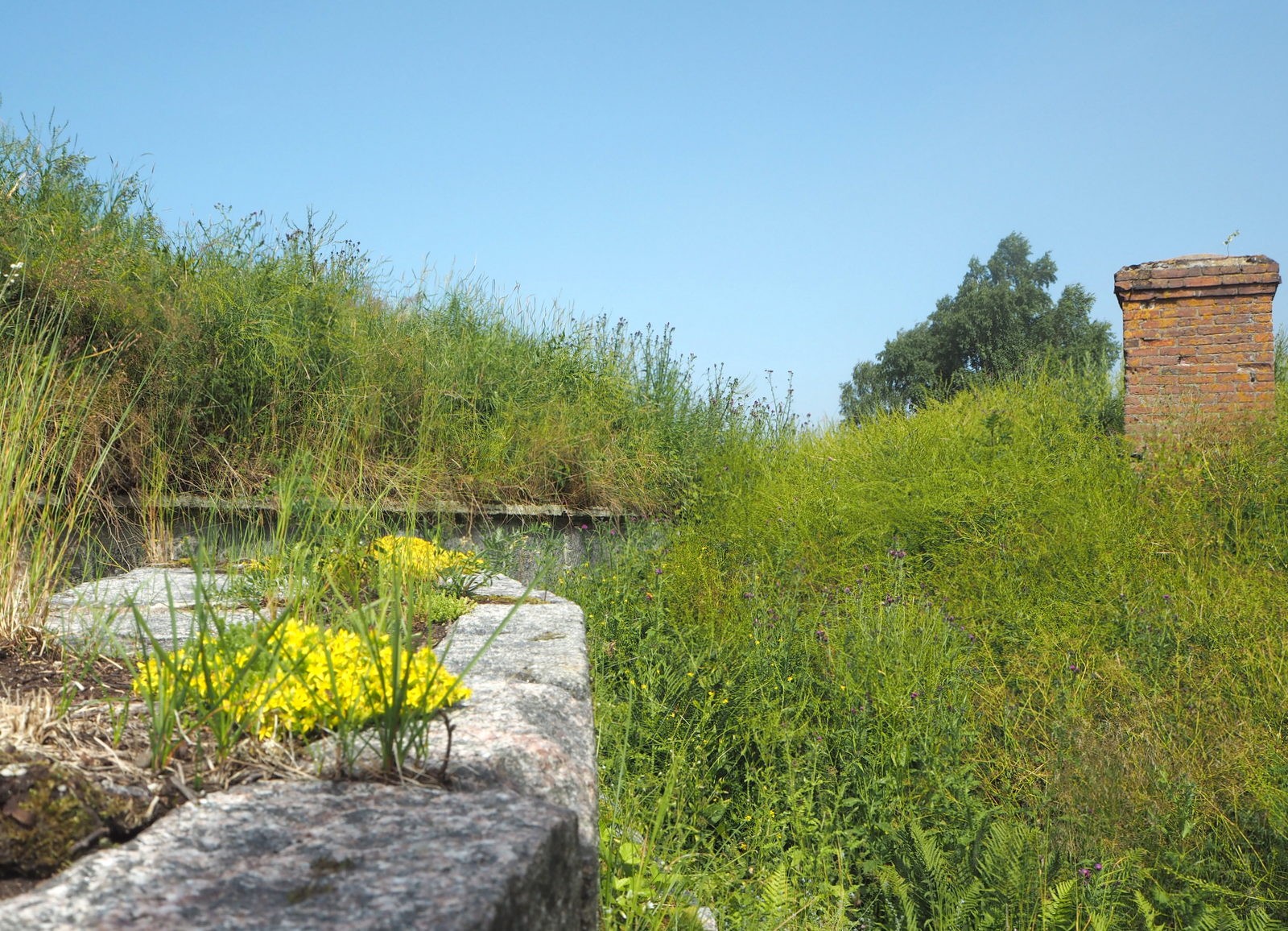 Perhoset ja kukat Vallisaari Perhoset ja kukat Vallisaari