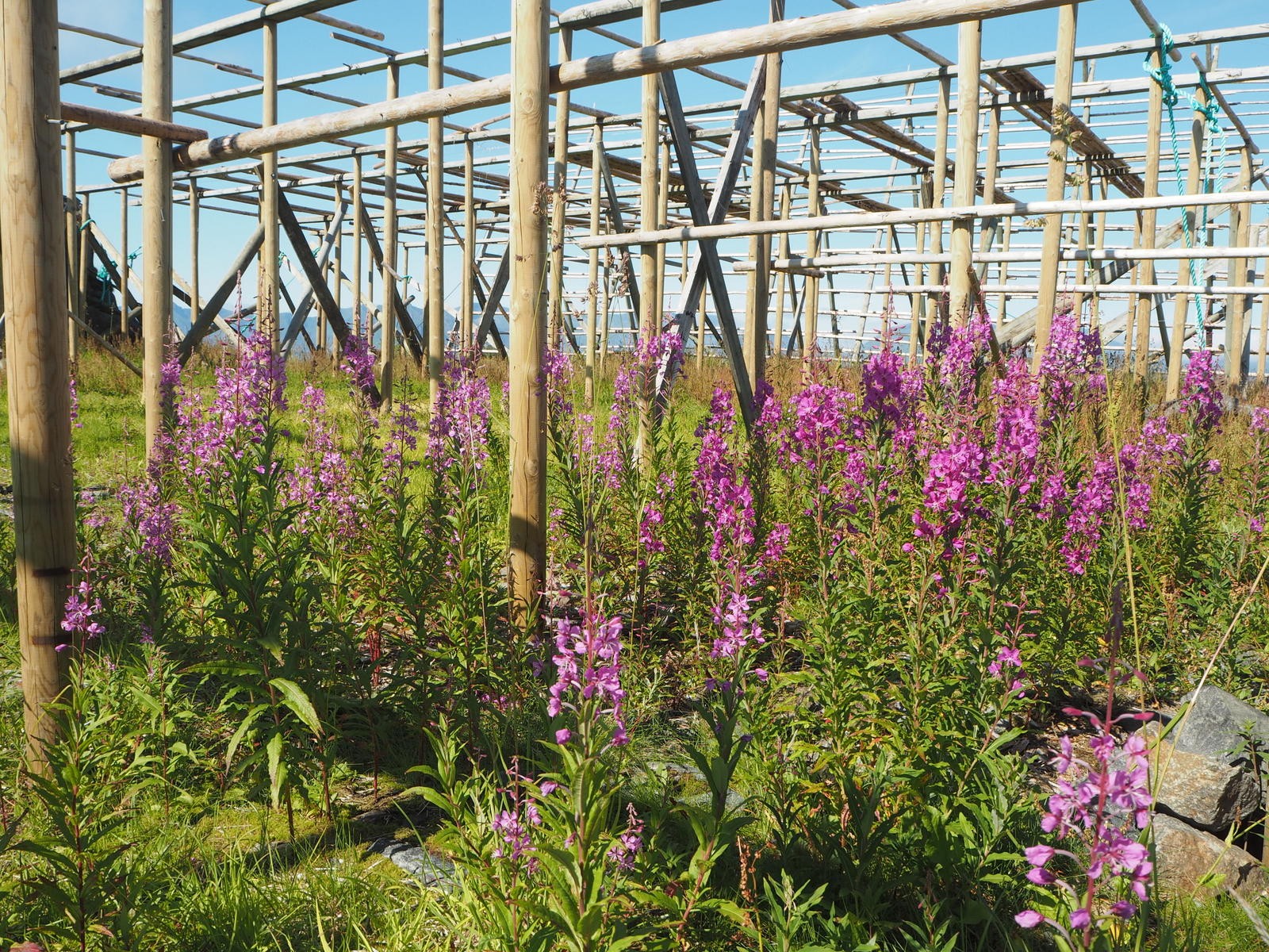 Kalankuivatustelineitä heinäkuussa Lofooteilla