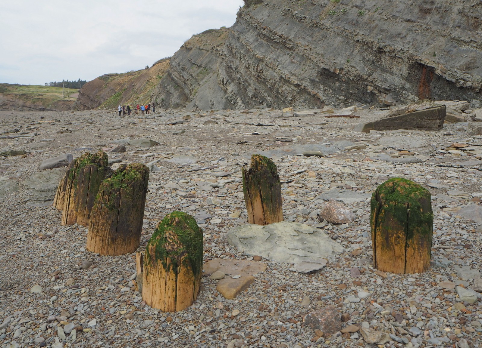Joggins Fossil Cliff Nova Scotia