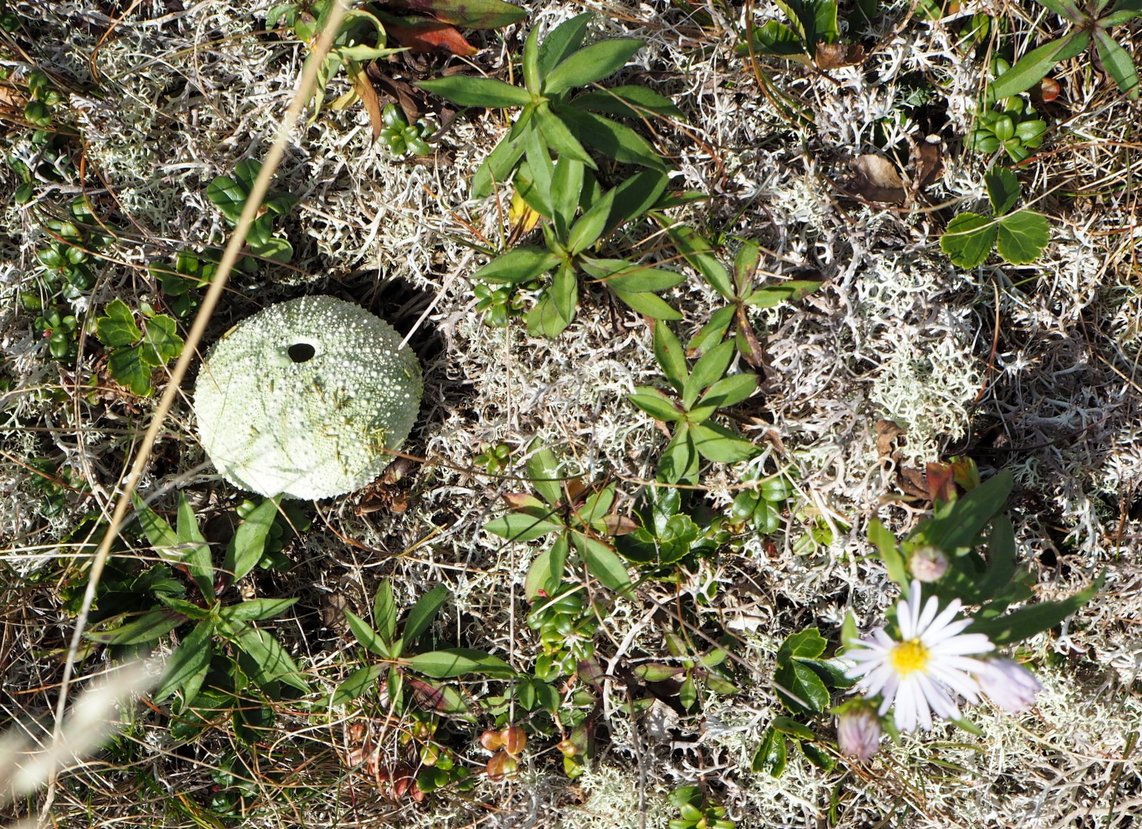 Île aux Marins Saint-Pierre et Miquelon