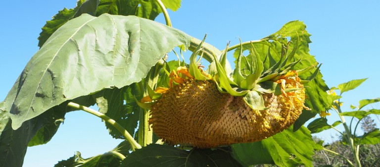 Kanada yhteenveto feature