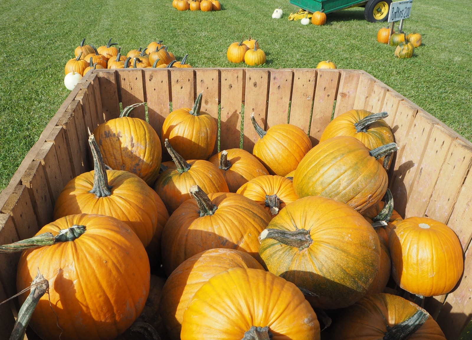 Pumpkin patch Kurpitsapelto Prince Edward Island