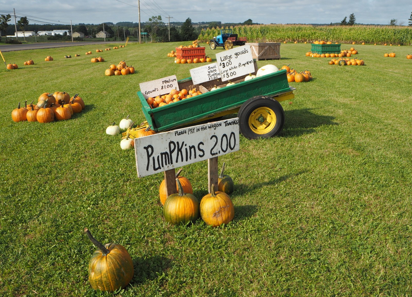 Pumpkin patch Kurpitsapelto Prince Edward Island