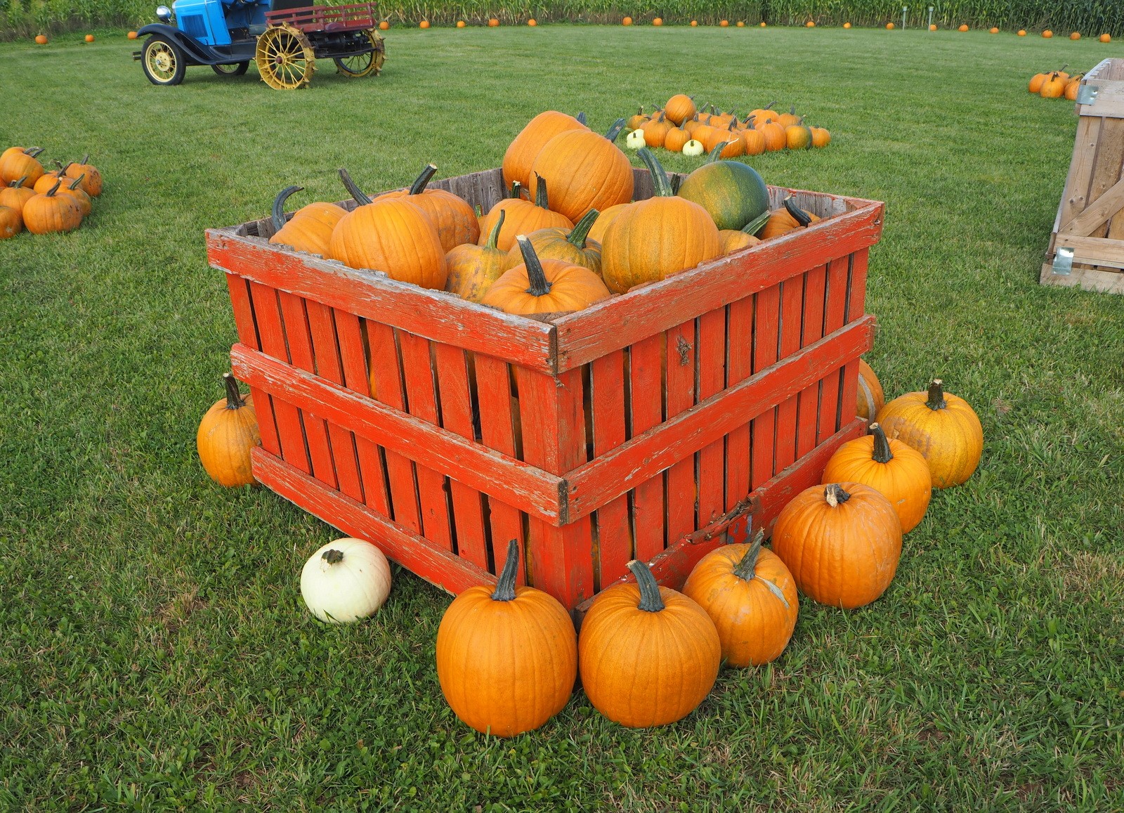 Pumpkin patch Kurpitsapelto Prince Edward Island