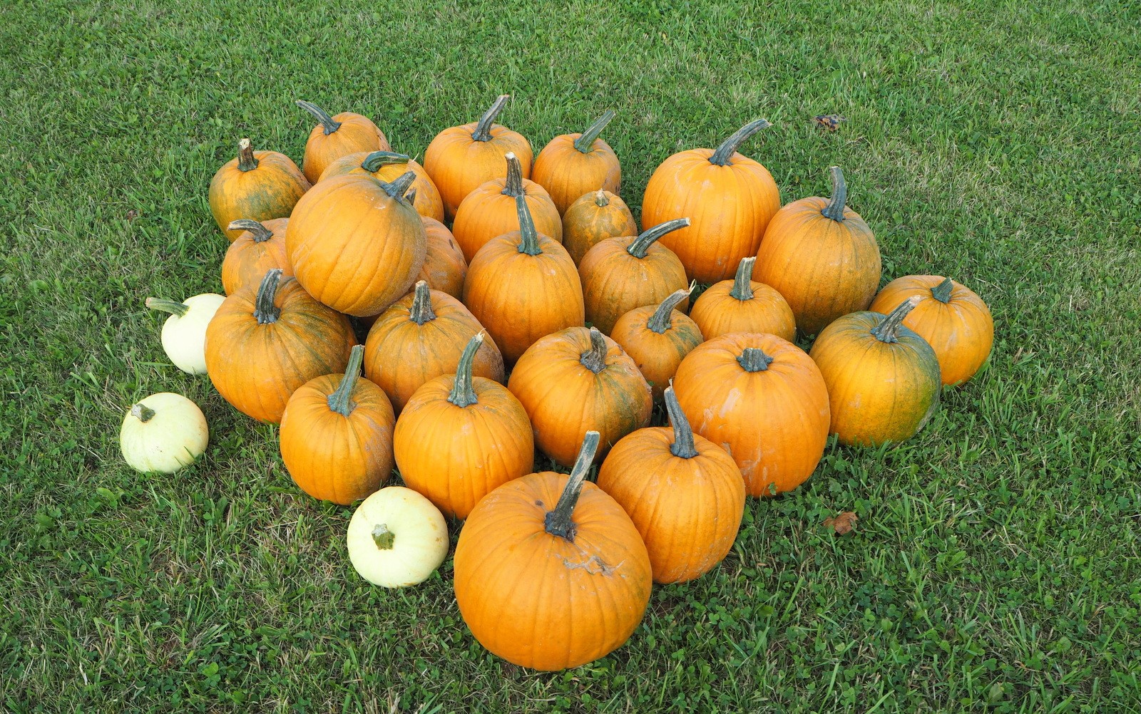 Pumpkin patch Kurpitsapelto Prince Edward Island