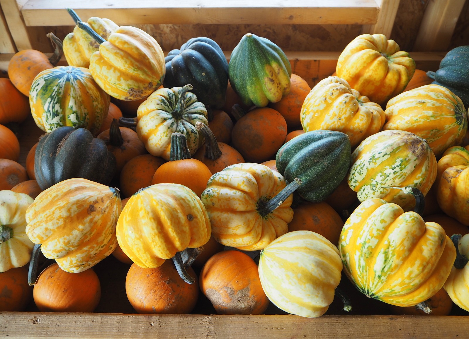 Pumpkin patch Kurpitsapelto Prince Edward Island