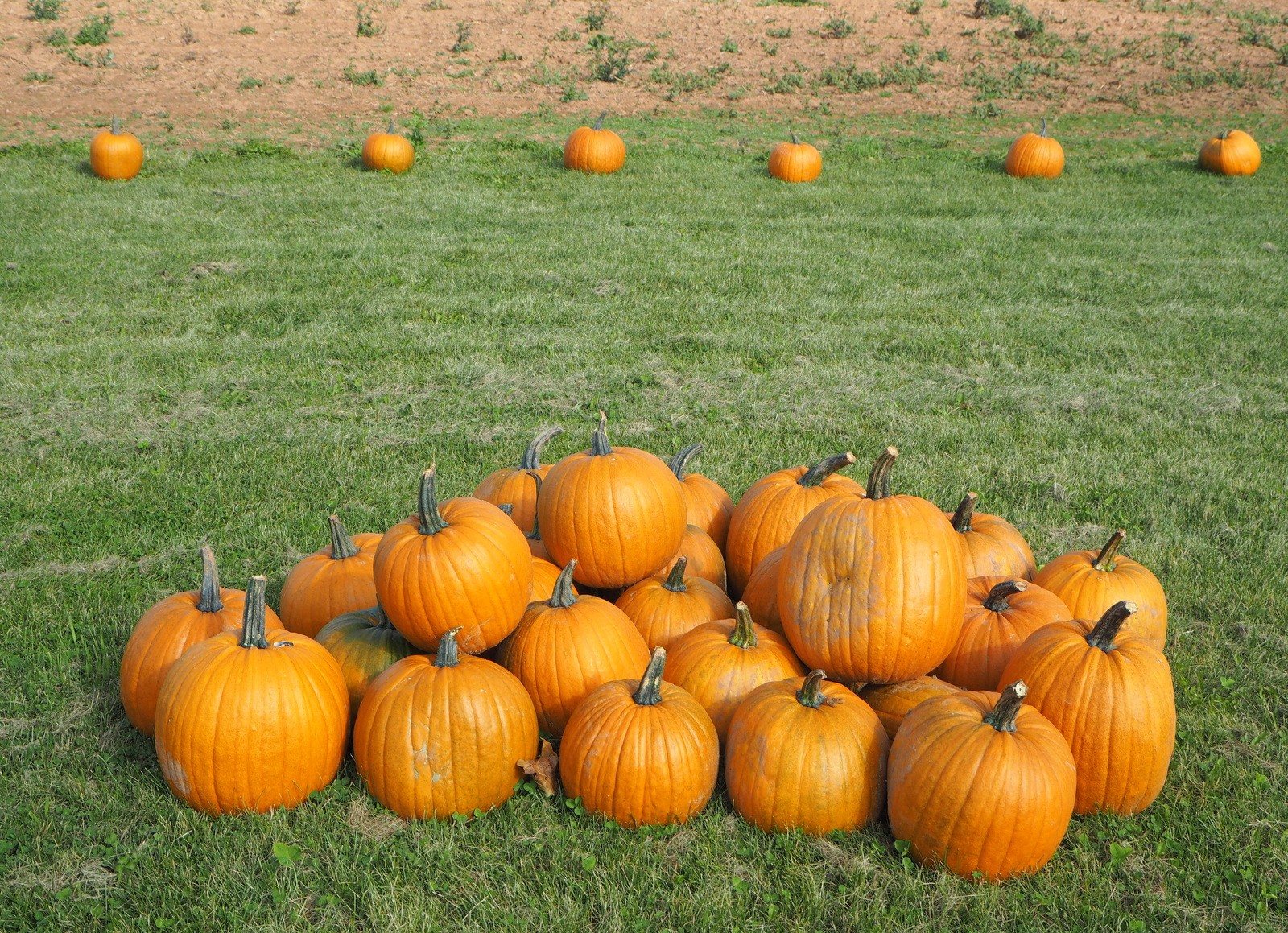 Pumpkin patch Kurpitsapelto Prince Edward Island