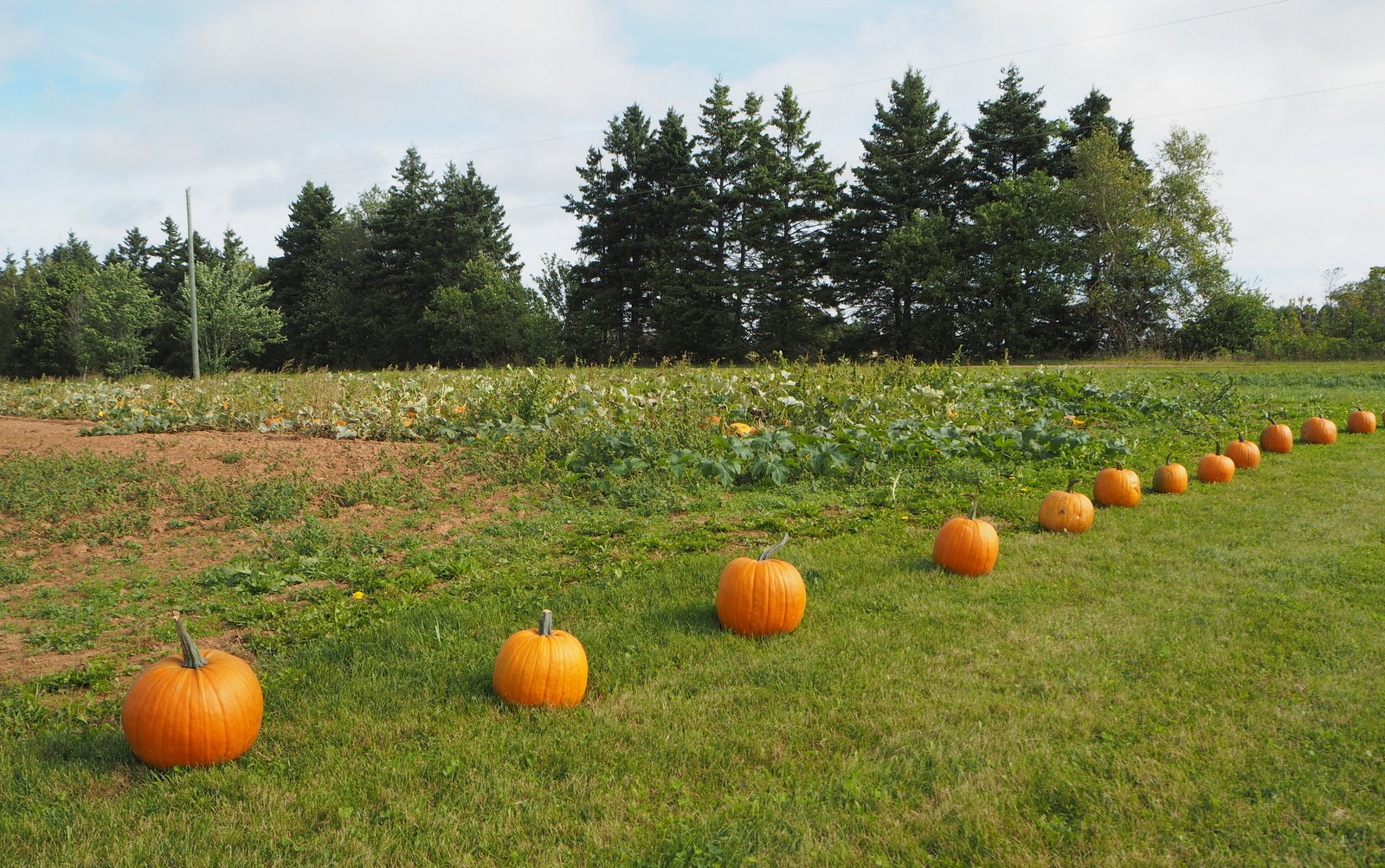 Pumpkin patch Kurpitsapelto Prince Edward Island