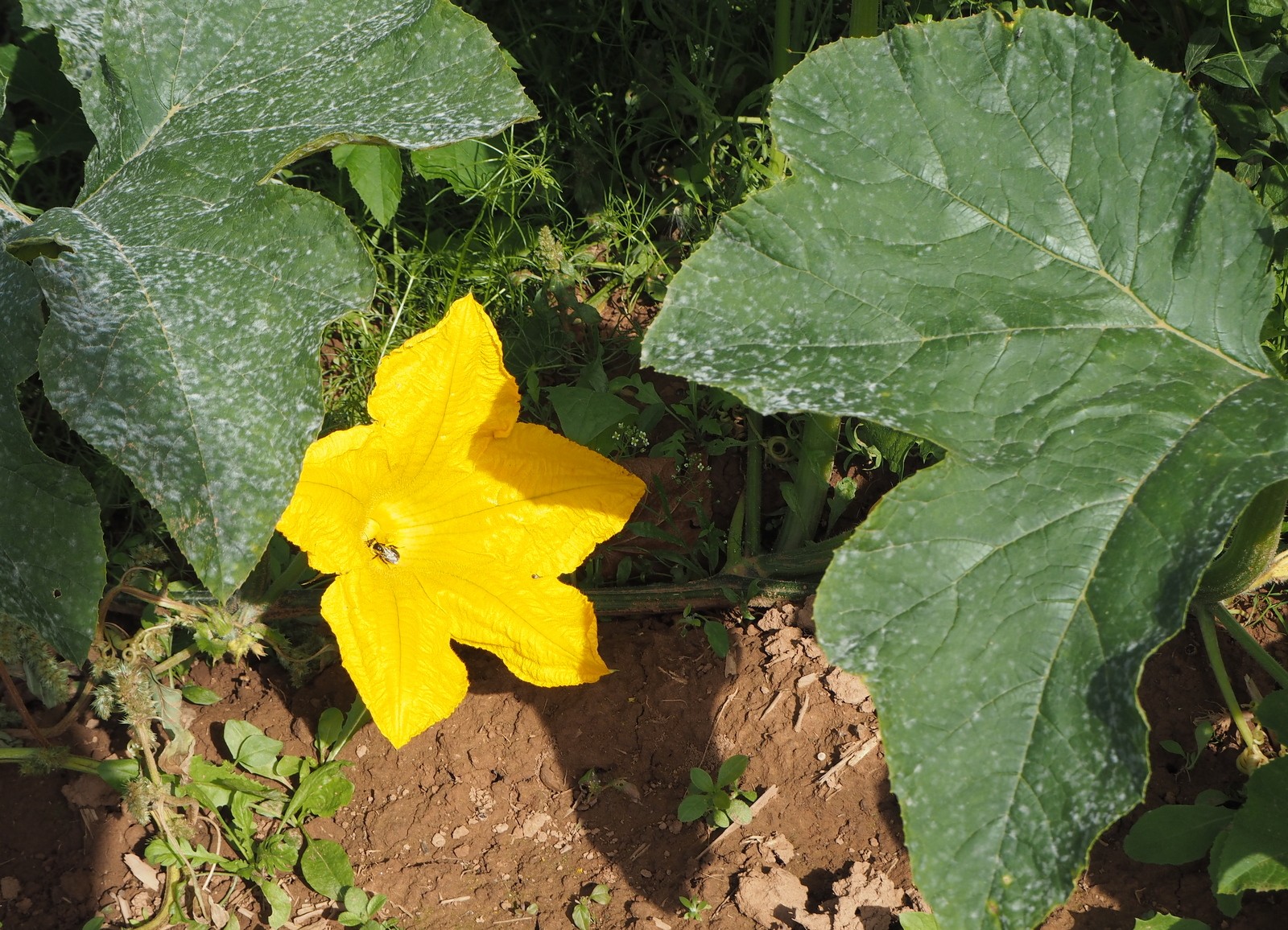 Pumpkin patch Kurpitsapelto Prince Edward Island