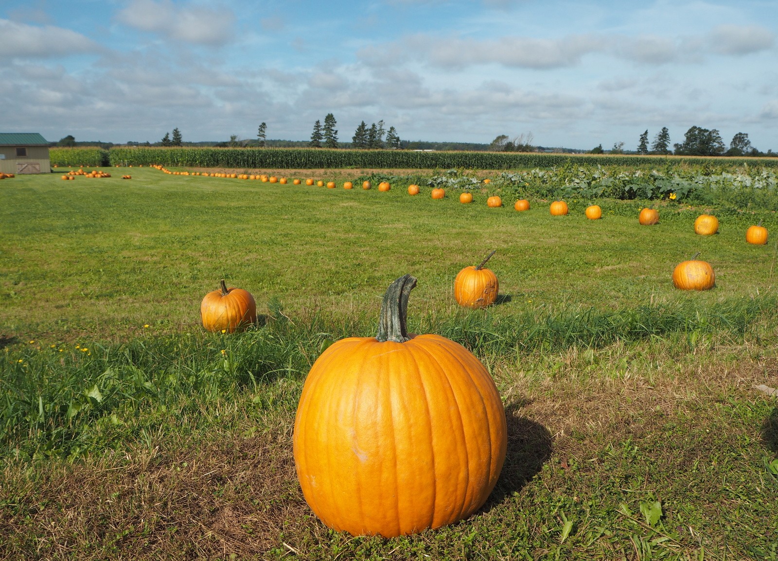 Pumpkin patch Kurpitsapelto Prince Edward Island