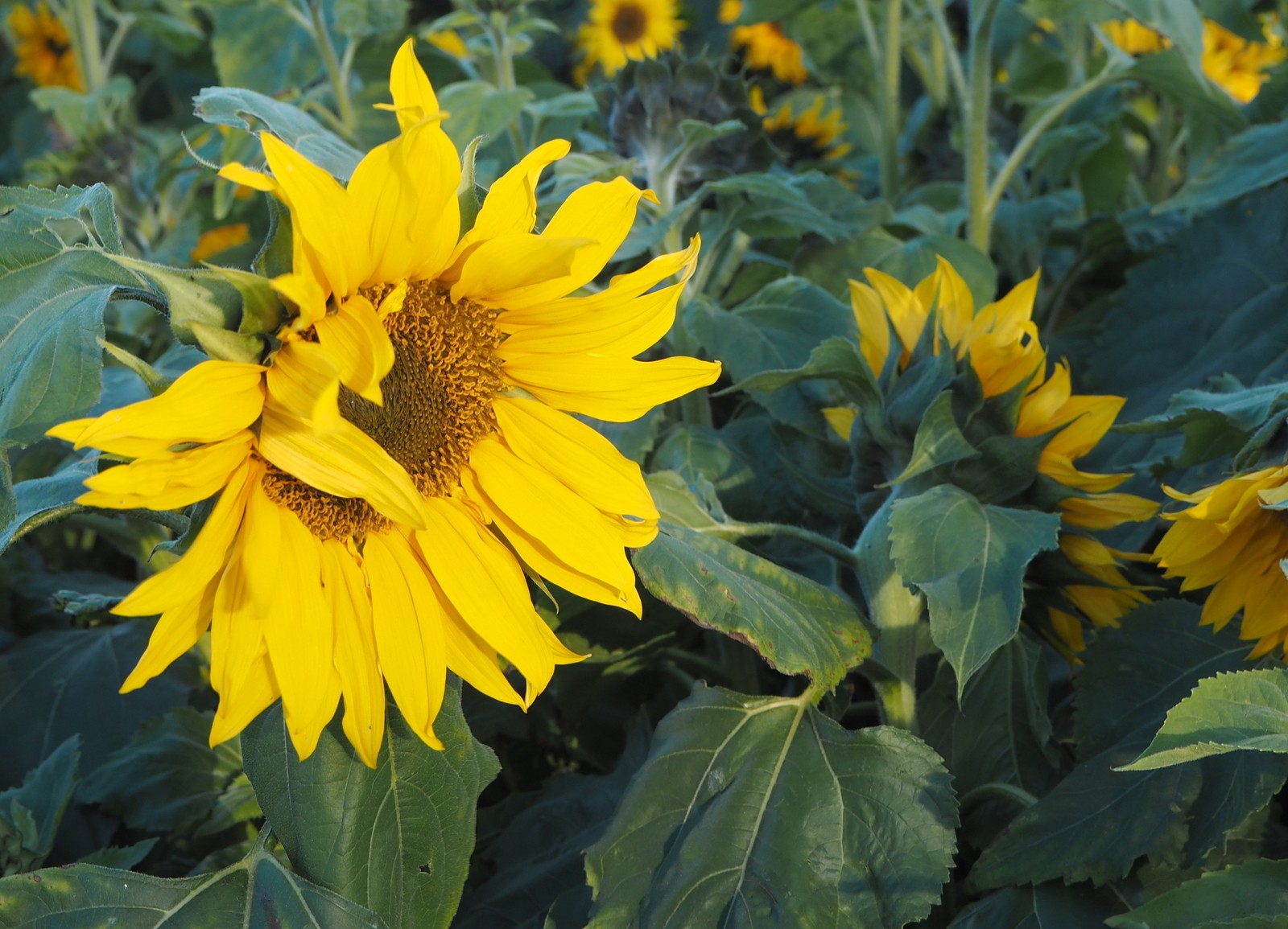 Fazer Vierailukeskus