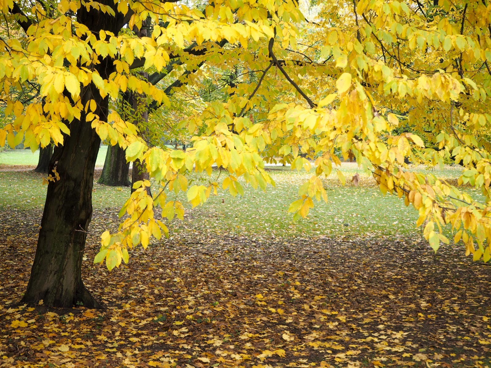 Lazienki-puisto Warsaw