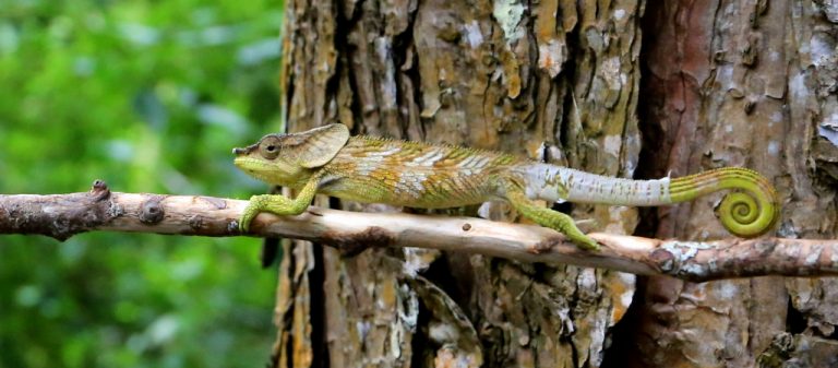 Madagaskar Antsarinana