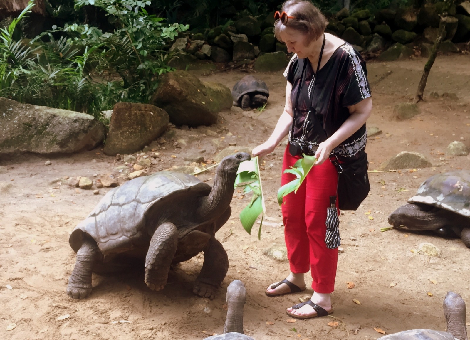 Seychellit 1 Seychellit 1