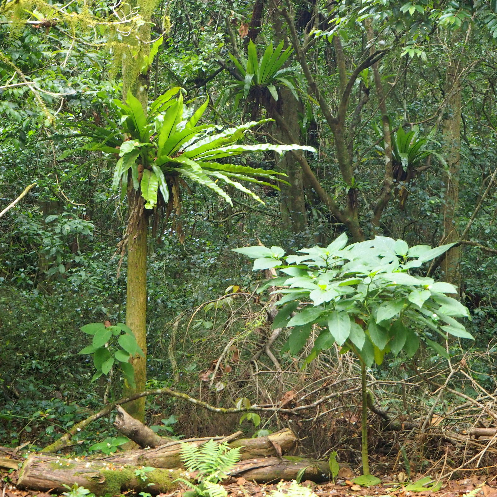 Amber Mountain Amber Mountain