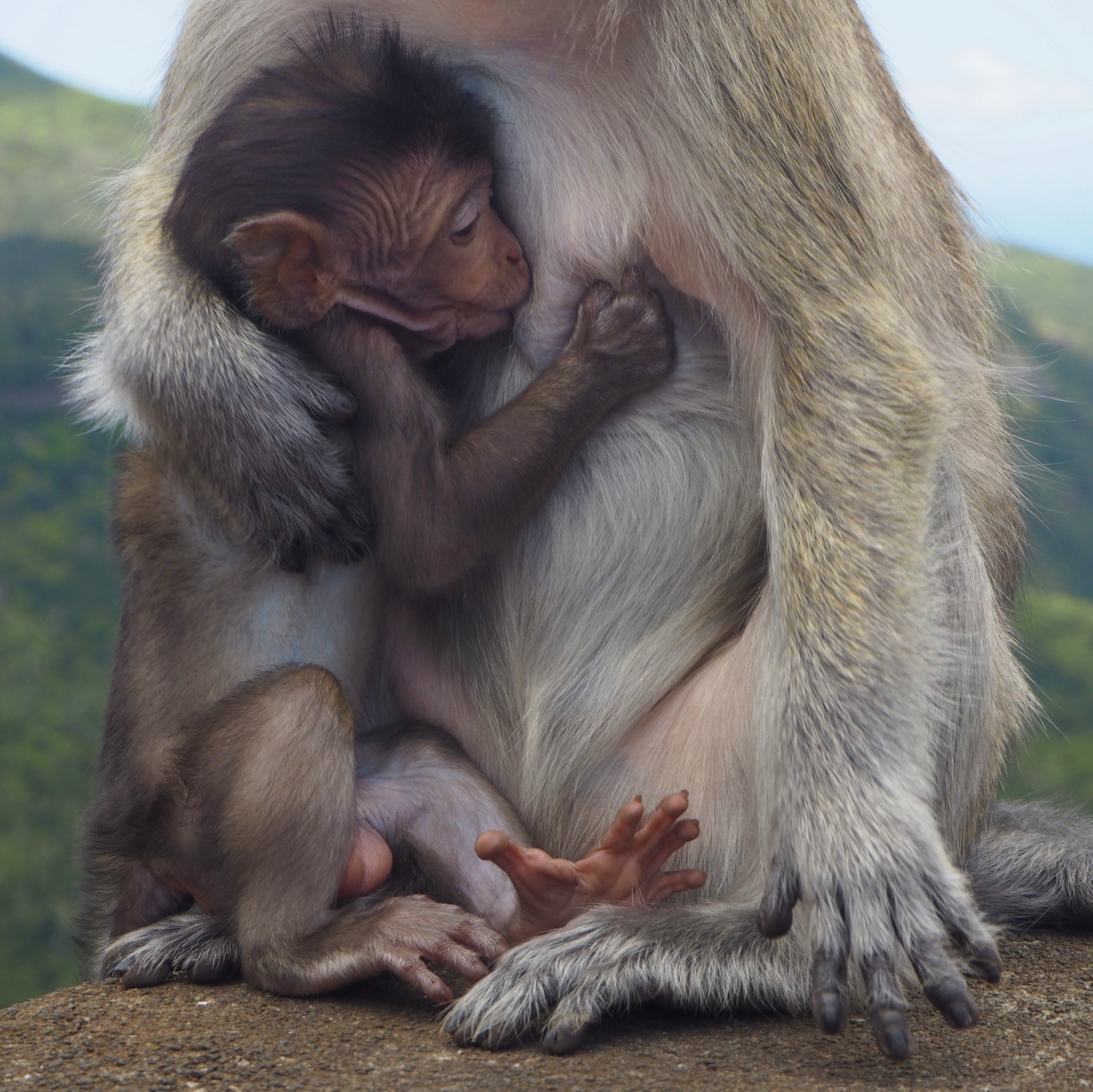 Mauritius 2 Mauritius 2