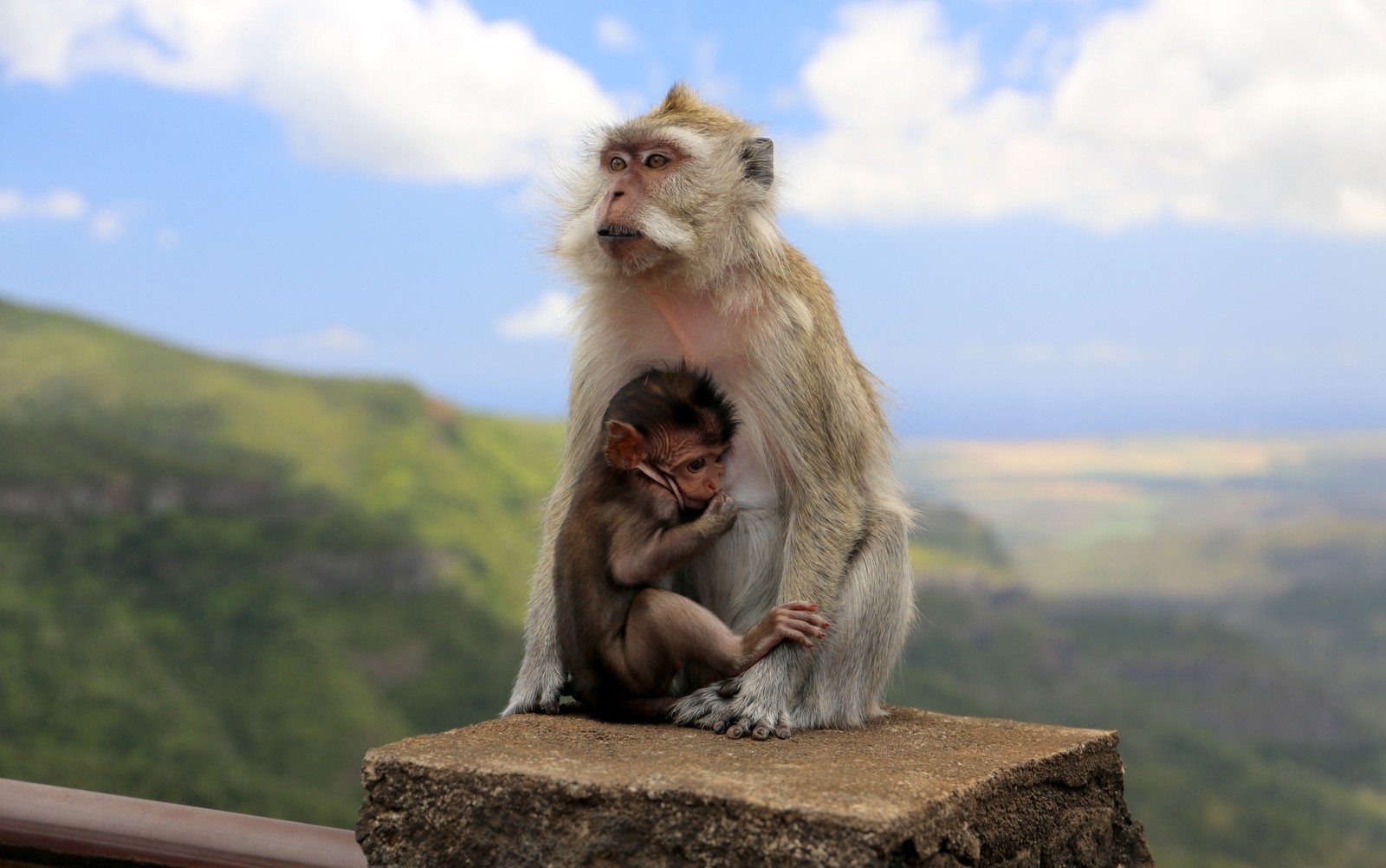 Maurius Black River monkey