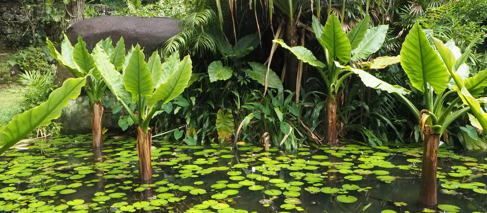 Victoria Seychelles feature