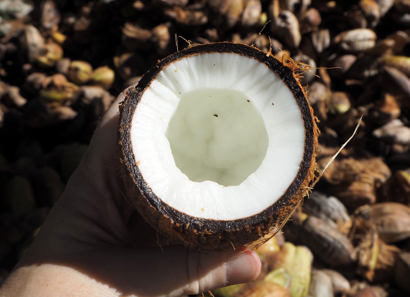La Digue, Seychellit