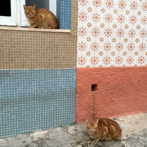 Tavira cat