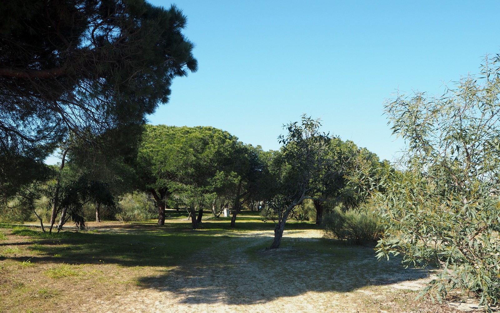 Tavira Island Ilha de Tavira
