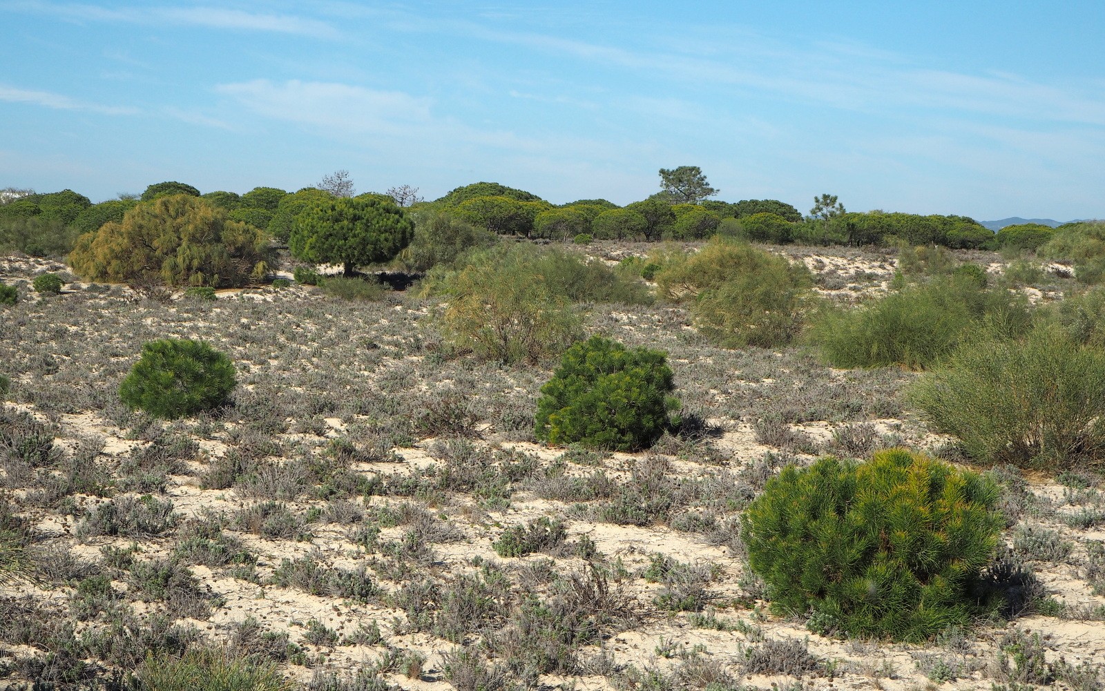 Tavira Island Ilha de Tavira Tavira Island Ilha de Tavira