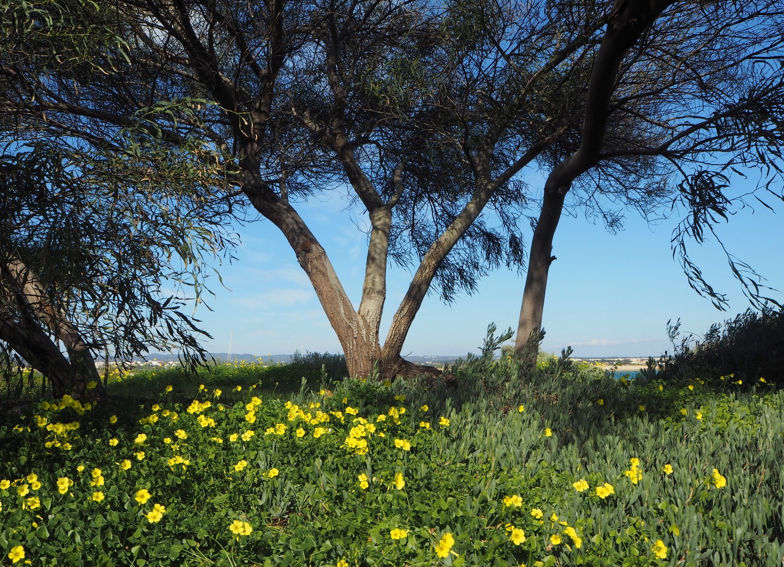 Tavira Island Ilha de Tavira Tavira Island Ilha de Tavira