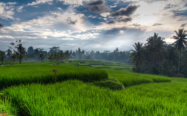 Bali Ubud