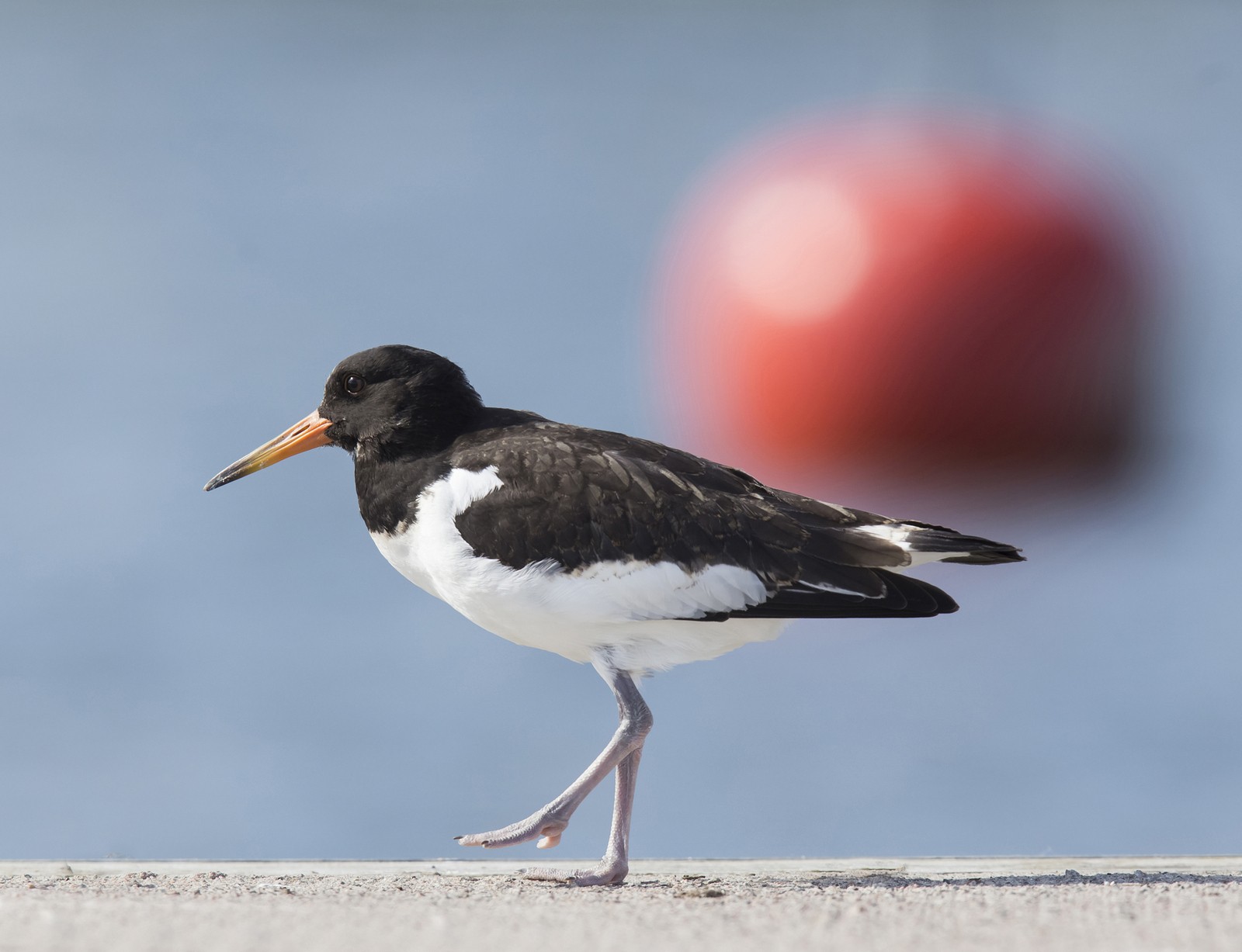 Nuori meriharakka Pekka Lehtonen