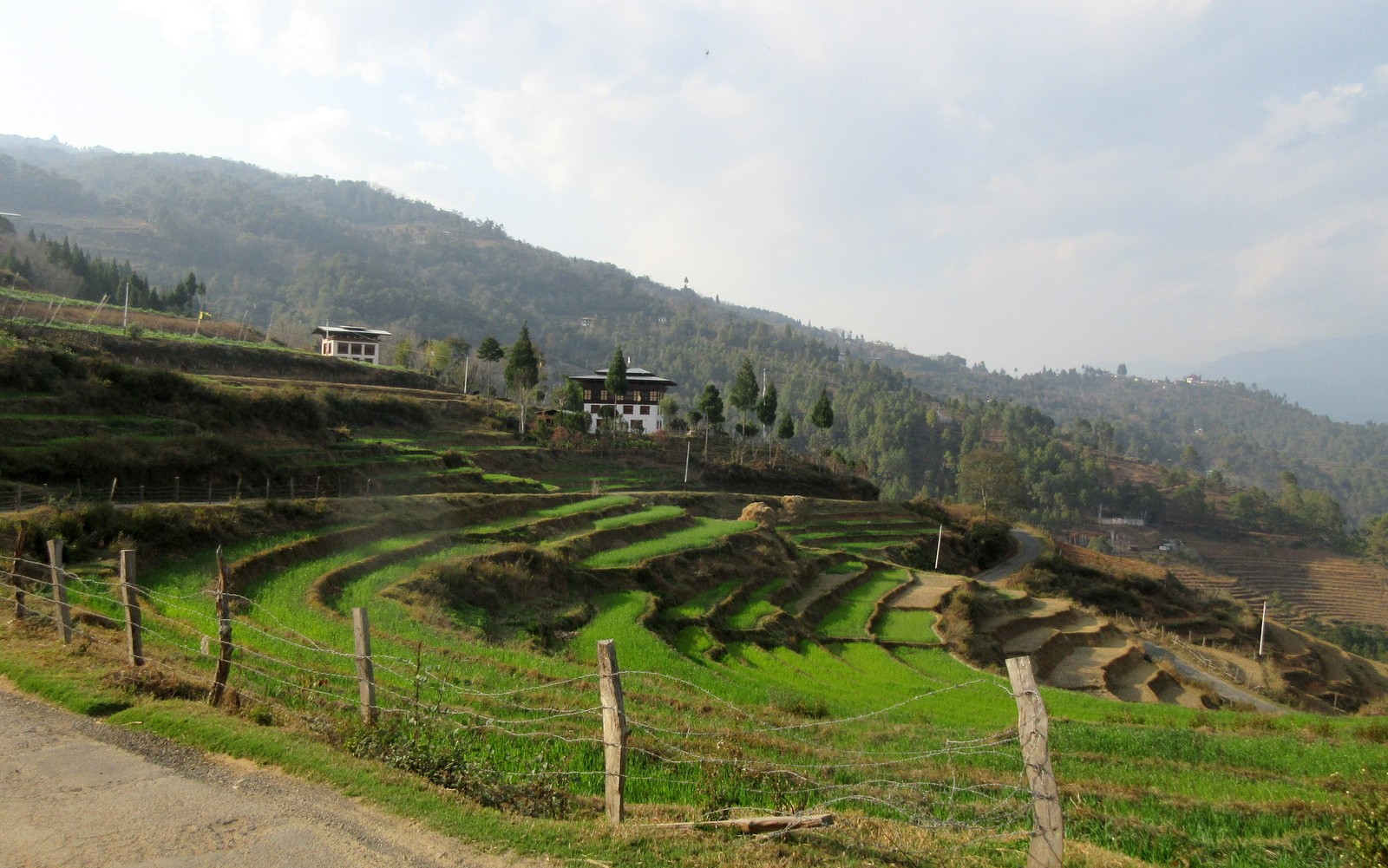 Punakha riisipeltoja
