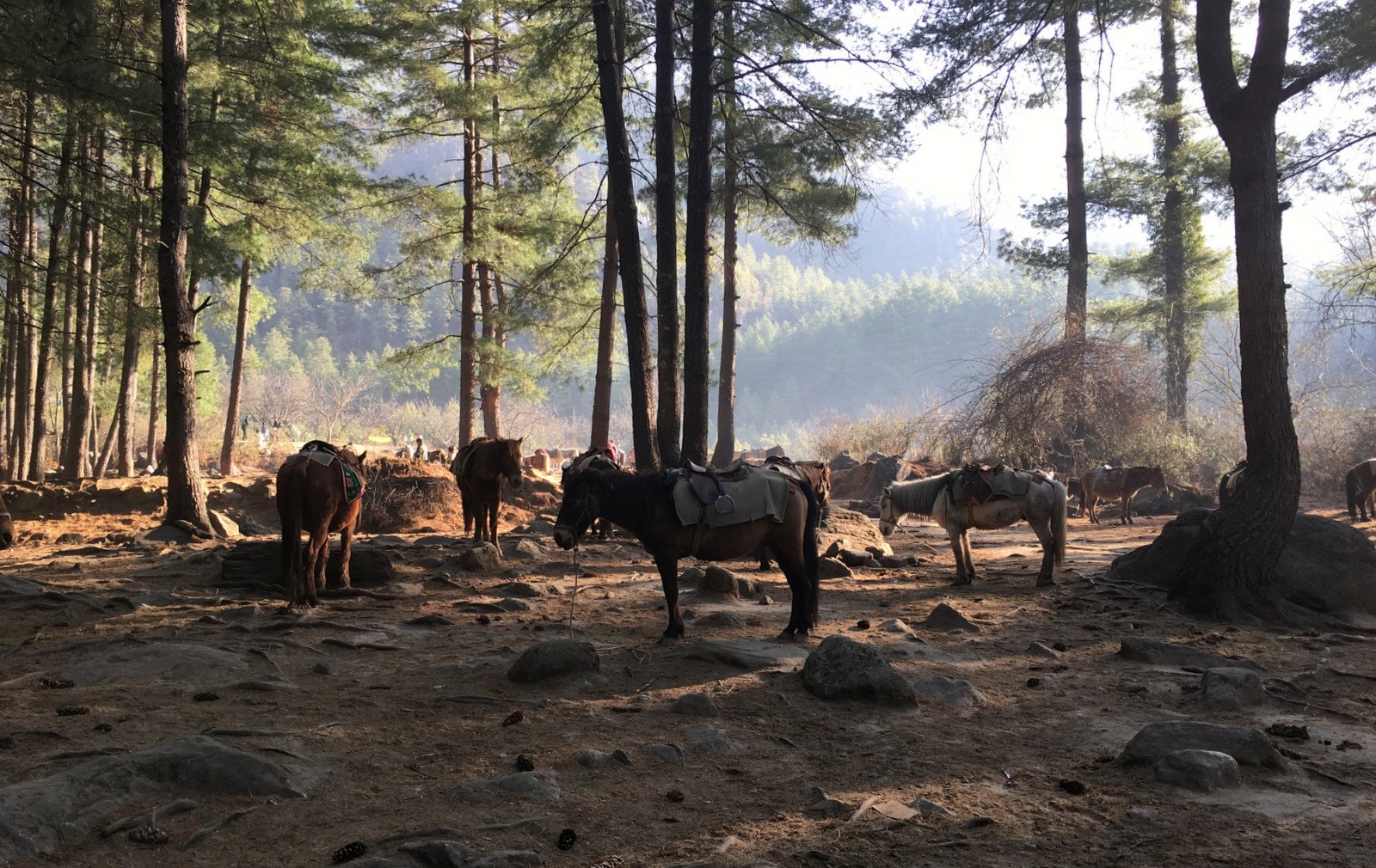 Tiikerinpesä Tiger's Nest hevoset