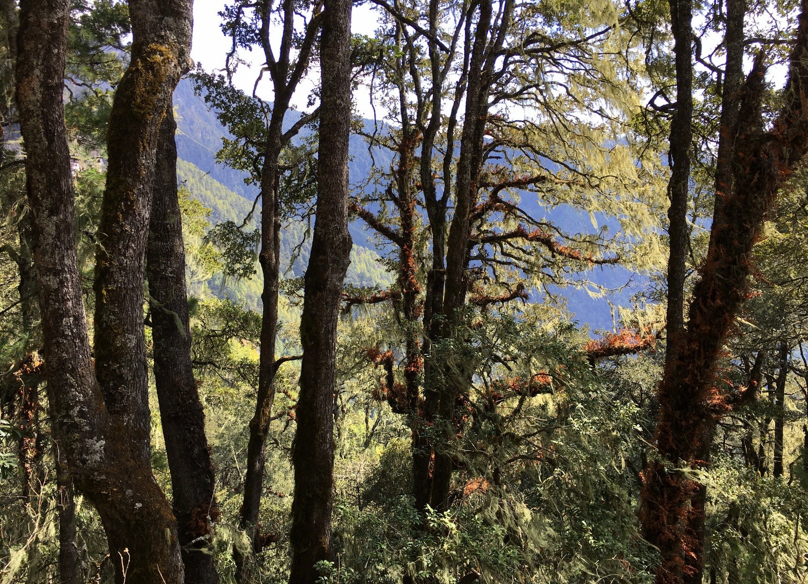 Tiikerinpesä Tiger's Nest metsää