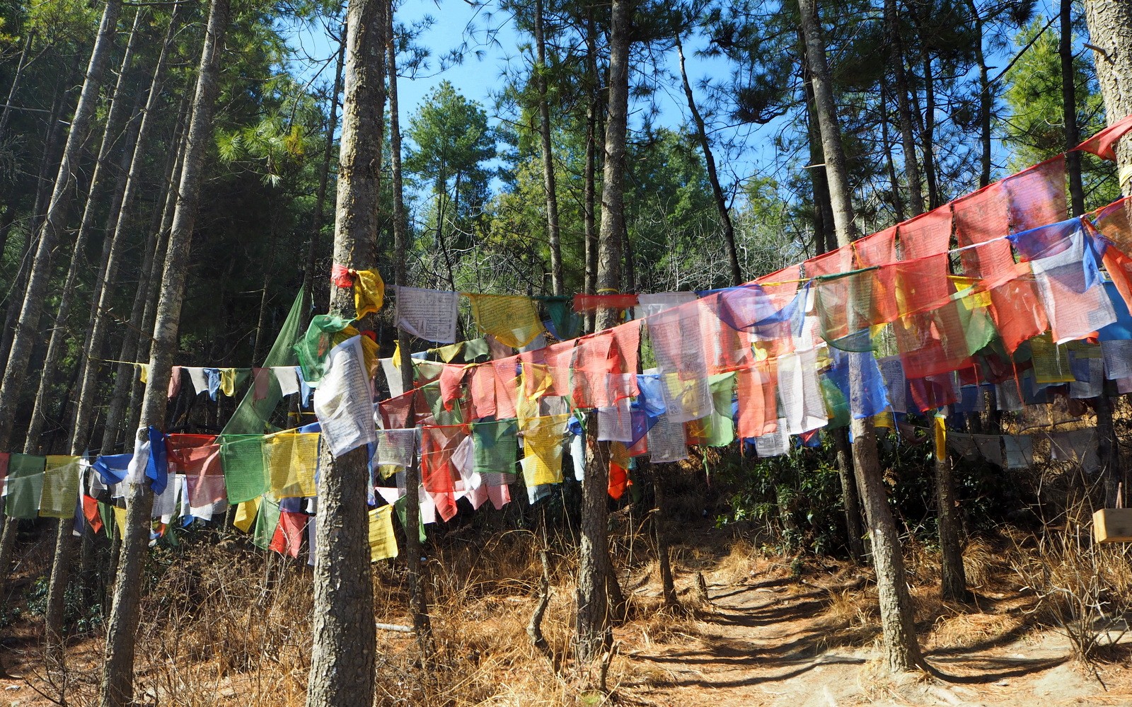Thimphu buddha forest