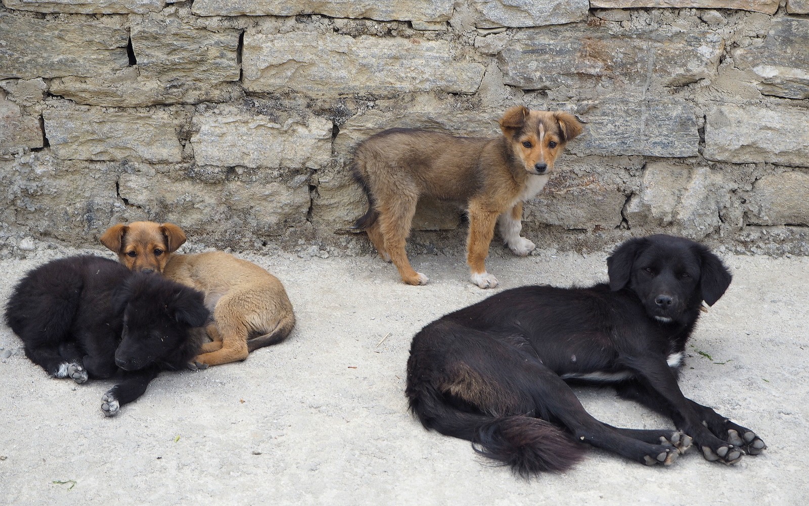 Kulkukoiria Bhutanissa