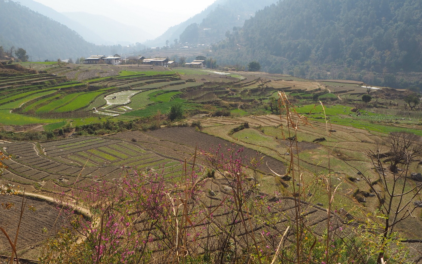 Punakha riisipeltoja