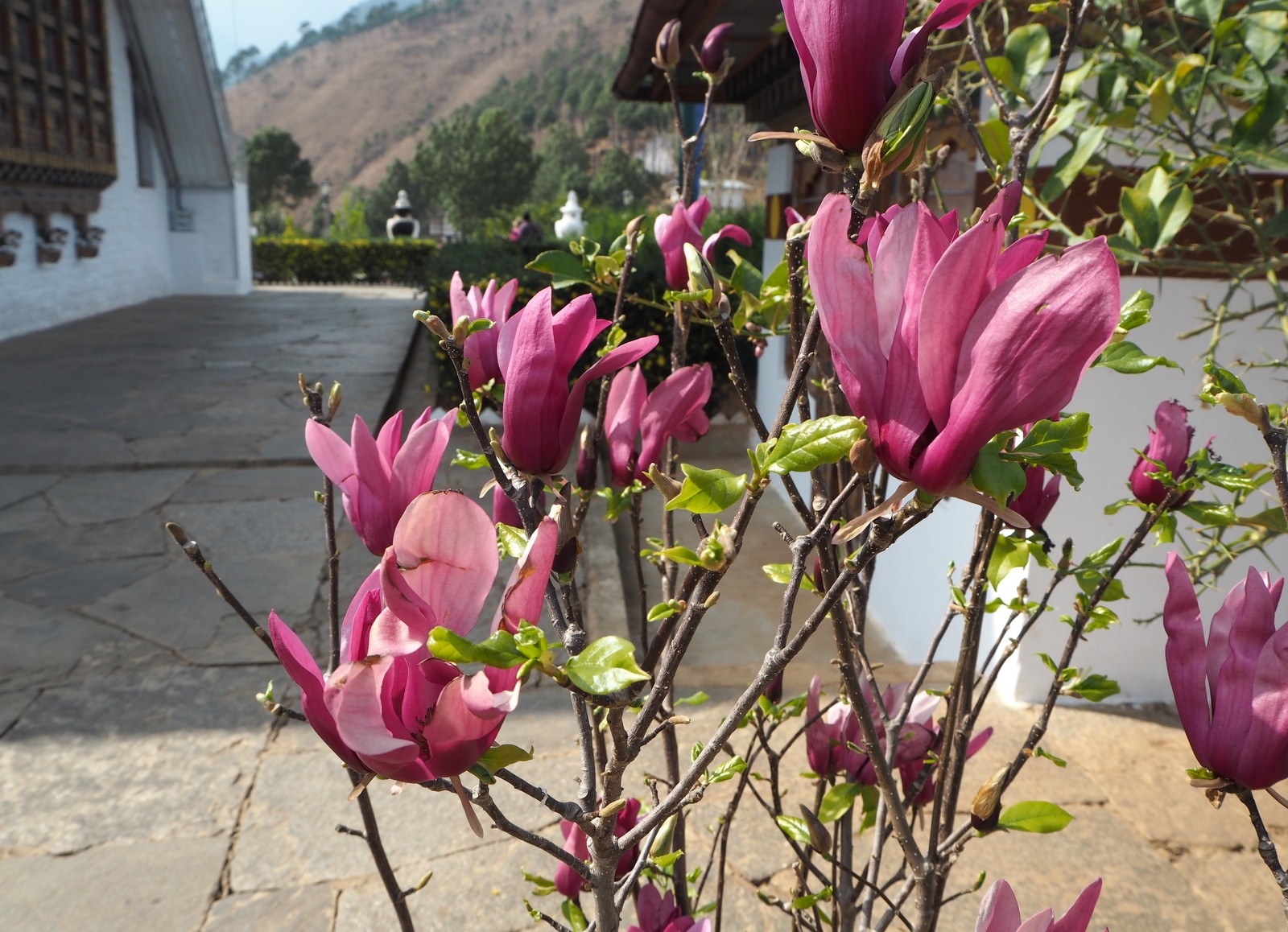 Nunnaluostari Punakha
