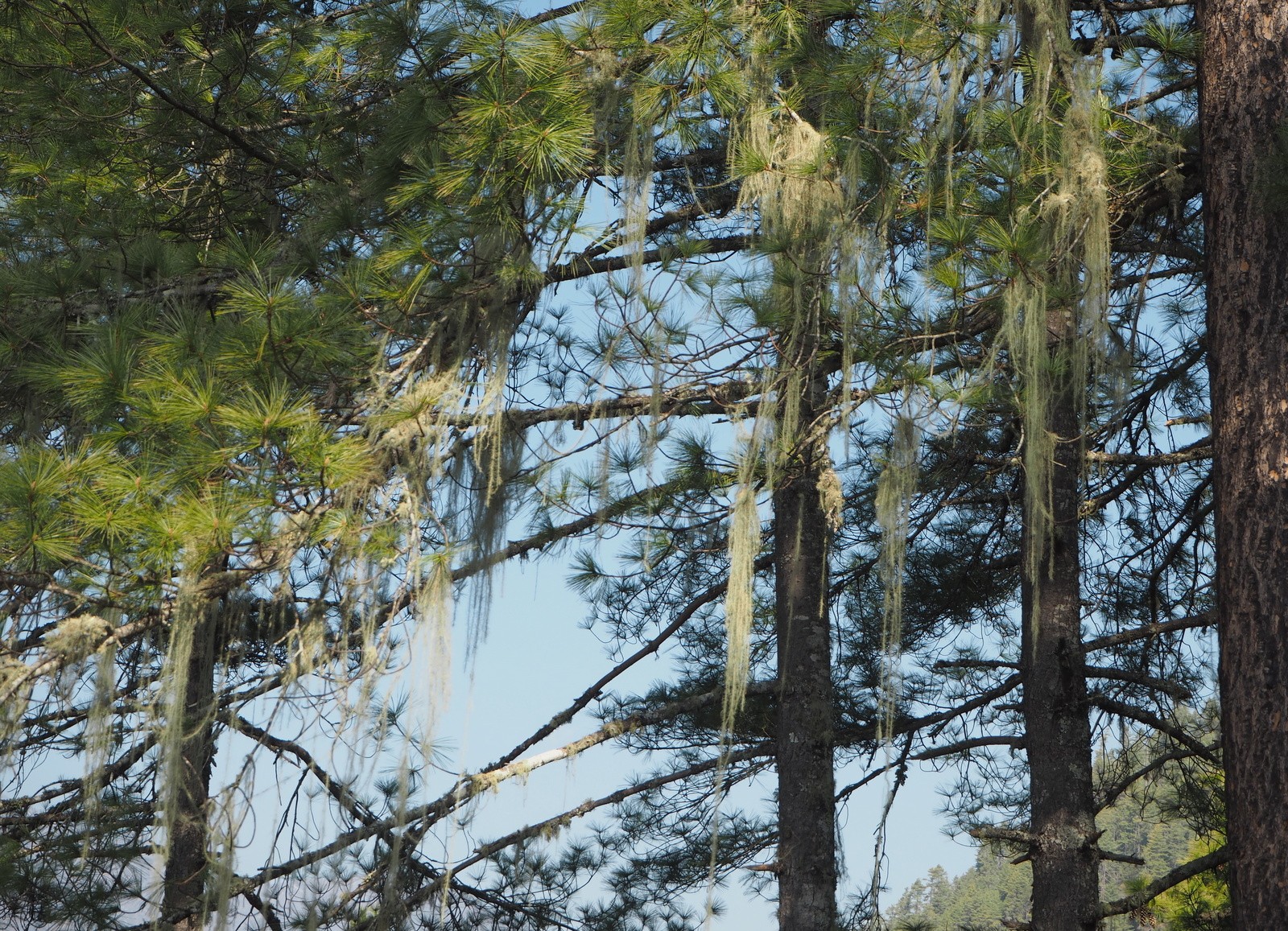 Tiikerinpesä Tiger's Nest metsää