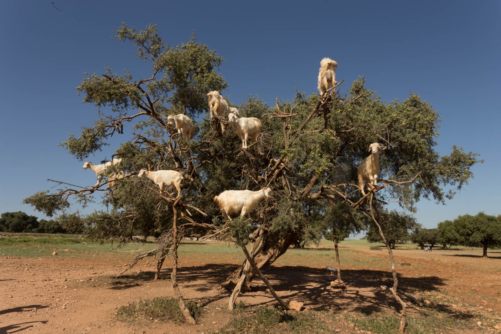 Vuohet Argan-puussa Essaouira