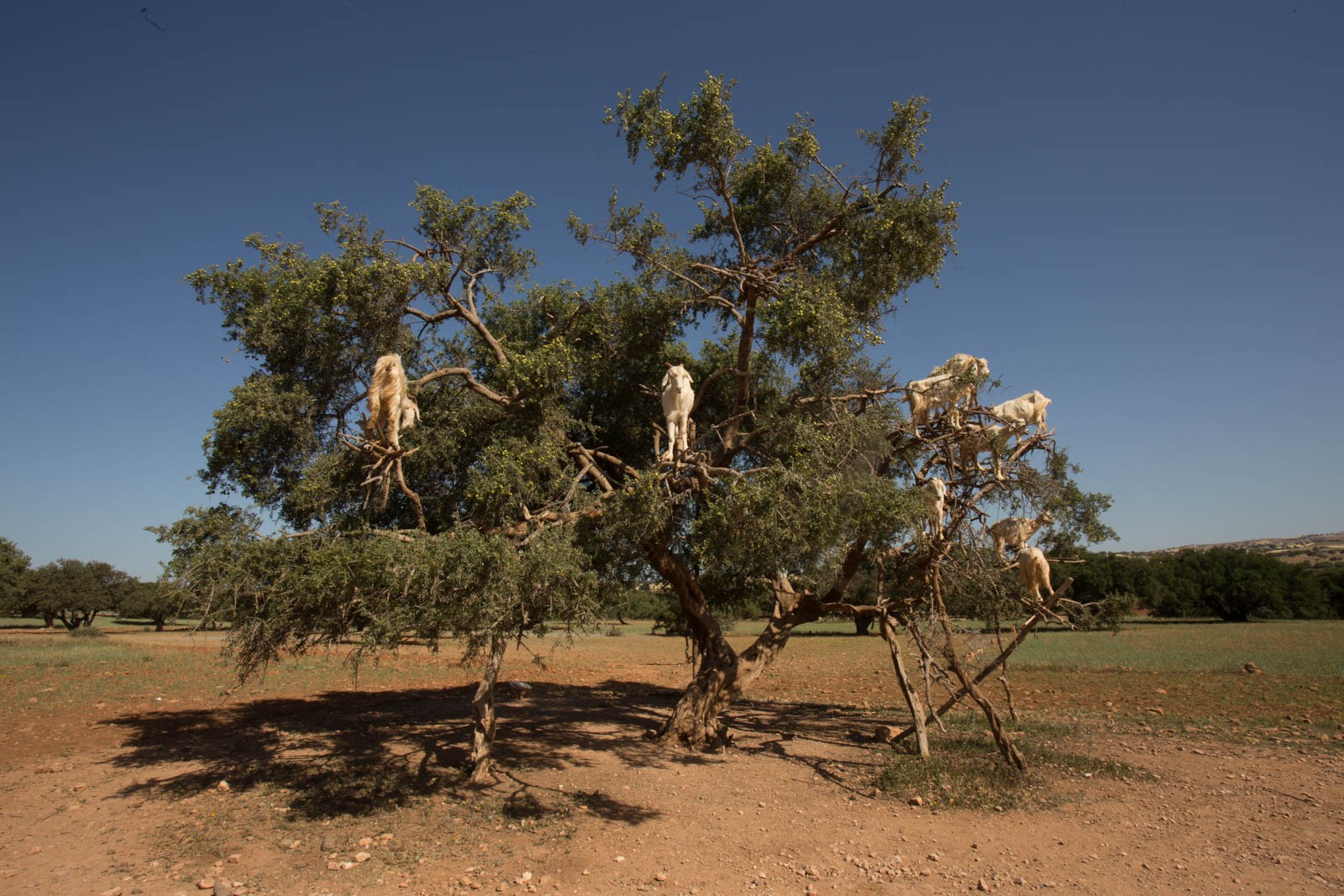 Vuohet Argan-puussa Essaouira